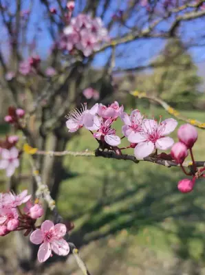 Jardin de l'établissement Chambre d'hôtes de l'Estrée