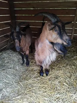 Animaux dans le B&B/chambre d'hôtes ou à proximité