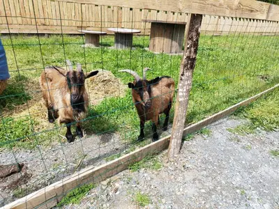 Animaux dans le B&B/chambre d'hôtes ou à proximité
