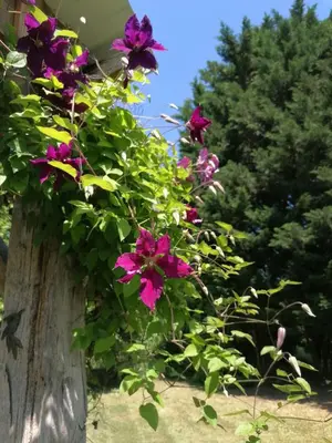 Jardin de l'établissement La Robinière Maison d'Hôtes