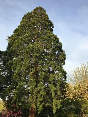 Jardin de l'établissement le sequoia