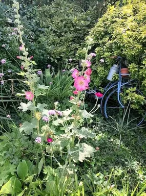 Jardin de l'établissement Le jardin Renard-Clos sur Loir cottage in the Loir & Loire valleys