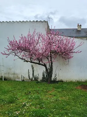 Jardin de l'établissement L'escale des roses