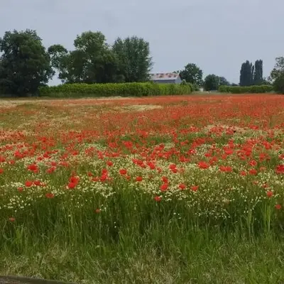 La petite ligérienne