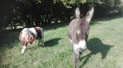 Animaux dans le B&B/chambre d'hôtes ou à proximité
