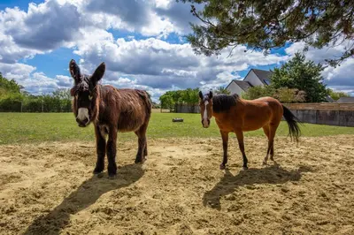 Animaux dans l'appartement ou à proximité
