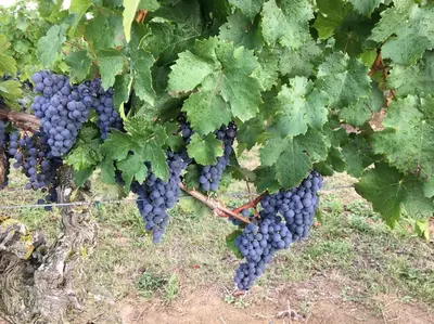 Plan de l'établissement Gîte Bon Accueil, 3 étoiles, Souzay-Champigny 49
