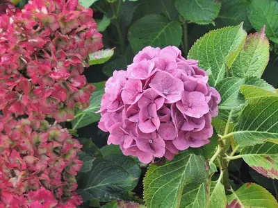 Jardin de l'établissement Le pré du buis