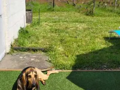 Animal ou animaux domestique(s) séjournant avec des clients dans l'établissement Gîte Rénové en Tuffeau avec Jardin, Animaux Bienvenus - FR-1-381-556