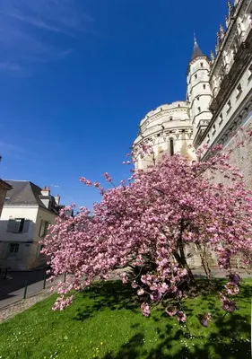 Jardin de l'établissement Studio François 1er