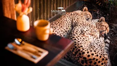 Animaux dans l'hôtel ou à proximité