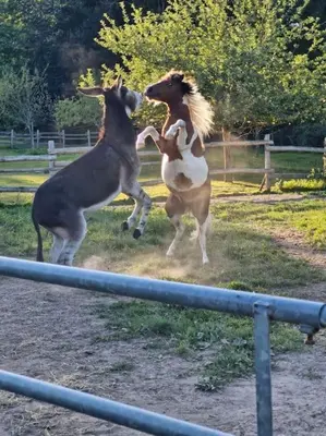 Animaux dans le camping ou à proximité