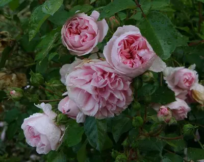 Jardin de l'établissement Château de Bournand B&B