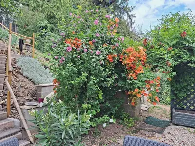 Jardin de l'établissement Le Sapin Parasol - House for 7 people.