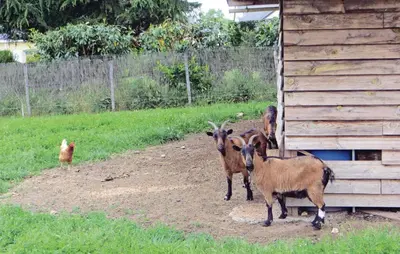 Animaux dans la maison de vacances ou à proximité