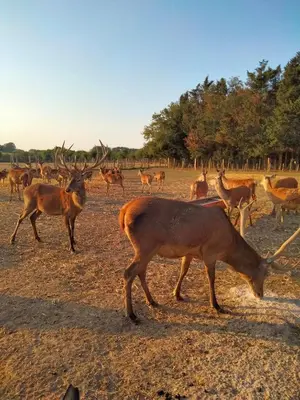 Animaux dans la maison de vacances ou à proximité