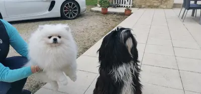 Animal ou animaux domestique(s) séjournant avec des clients dans l'établissement Chambres d'hôtes des Princes de Bel Air
