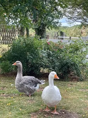 Animaux dans la maison de vacances ou à proximité