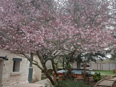 Jardin de l'établissement Gîte cosy avec piscine chauffée près des sites touristiques et zoo de Beauval - FR-1-491-378