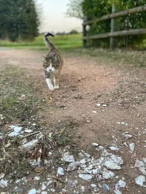 Animal ou animaux domestique(s) séjournant avec des clients dans l'établissement Au repos du Lezard