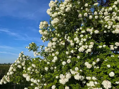 Jardin de l'établissement Gîte Pierre de Jade