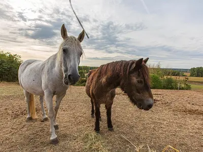 Animaux dans la maison de vacances ou à proximité