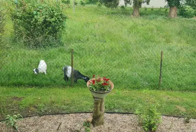 Animaux dans la maison de vacances ou à proximité