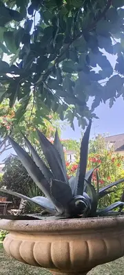 Jardin de l'établissement agréables chambres d'hôtes près du centre ville avec jardin