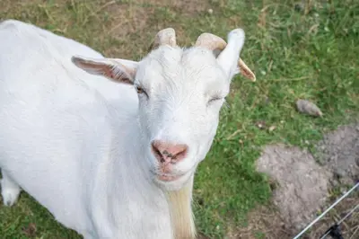 Animaux dans la maison de vacances ou à proximité