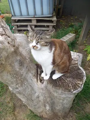 Animal ou animaux domestique(s) séjournant avec des clients dans l'établissement Chambre spacieuse