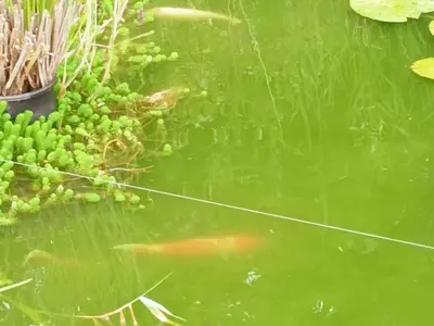 Vue sur la rivière ou le fleuve situé(e) à proximité de la maison de vacances