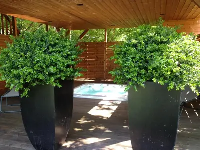 Jardin de l'établissement Cabane avec Jacuzzi privatif du Manoir du Parc - Adults only