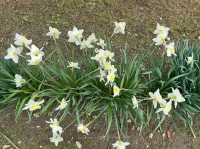 Jardin de l'établissement Chambre d'hôtes Lamidome