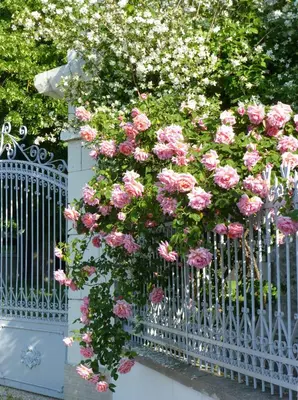 Jardin de l'établissement Les jardins de Claunay