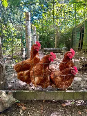 Animaux dans la villa ou à proximité