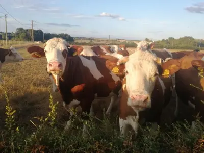 Animaux dans la maison de vacances ou à proximité