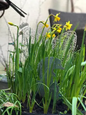 Jardin de l'établissement La Mancelle - Chambre d'hôtes