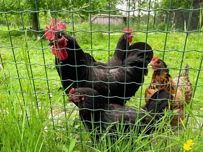 Animaux dans le B&B/chambre d'hôtes ou à proximité