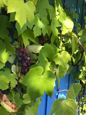 Jardin de l'établissement Maison chaleureuse avec grand jardin à 2h de Paris