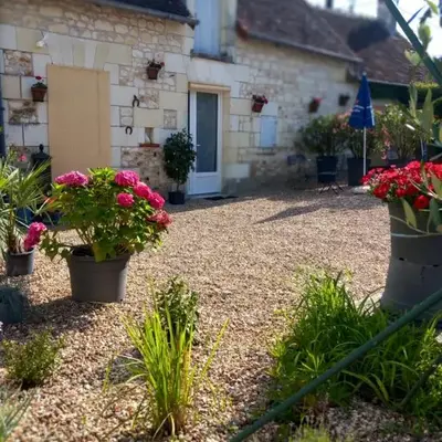 Les mimosas