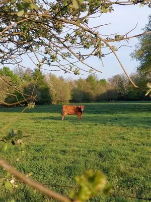 Animaux dans la tente de luxe ou à proximité