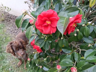 Animal ou animaux domestique(s) séjournant avec des clients dans l'établissement La chambre aux papillons