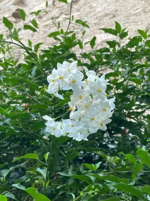 Jardin de l'établissement Chambre Veteranova