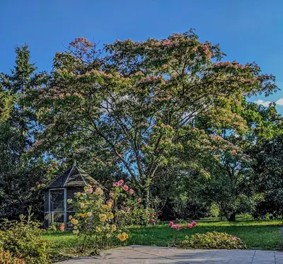 Jardin de l'établissement Gîte Le Grand Albizia