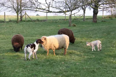 Animaux dans the country house ou à proximité