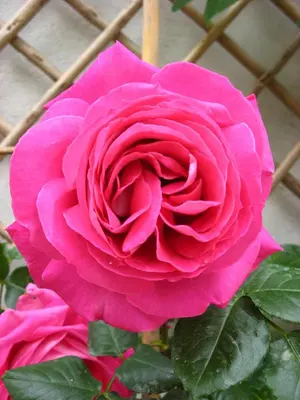 Plan de l'établissement Le Chai De La Rose SPA et Séances Bien être