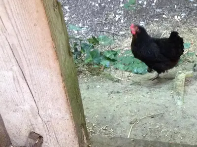 Animaux dans la maison de vacances ou à proximité