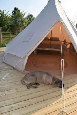 Animal ou animaux domestique(s) séjournant avec des clients dans l'établissement Tente Zéla