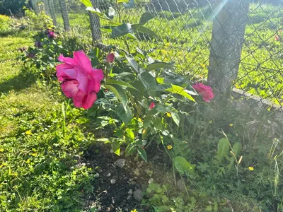 Jardin de l'établissement Le petit Gite de Vendome