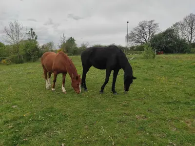 Animaux dans le B&B/chambre d'hôtes ou à proximité